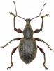Otiorhynchus ghilianii